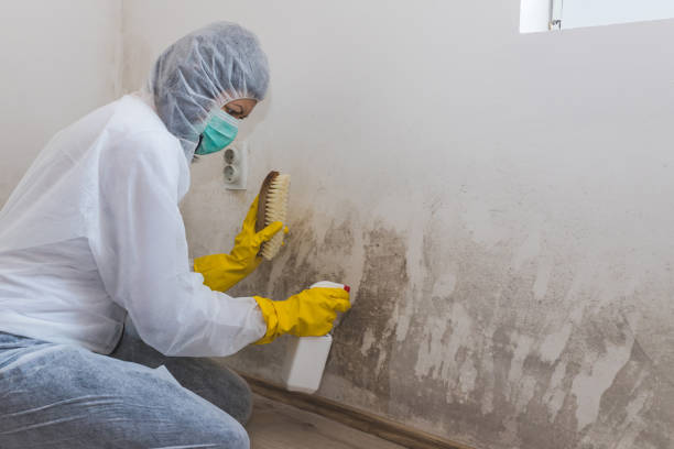 Best Mold Damage Repair  in Dash Point, WA