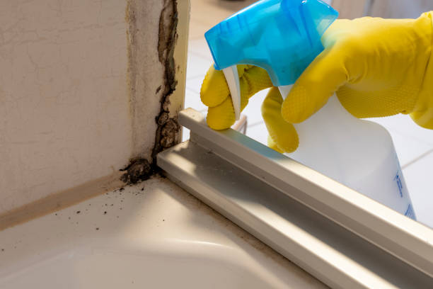 Best Crawl Space Mold Removal  in Dash Point, WA