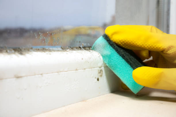 Best Same-Day Mold Removal  in Dash Point, WA