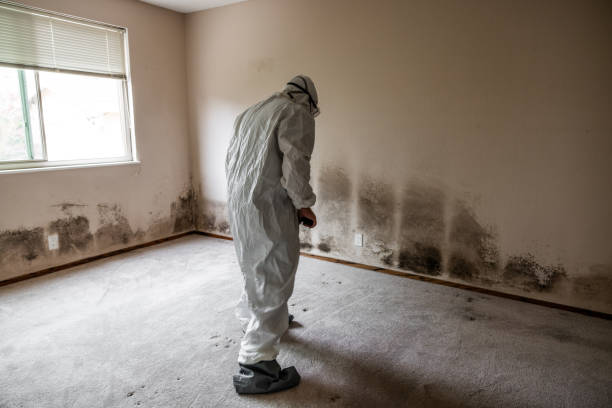 Best Mold Cleaning Services  in Dash Point, WA