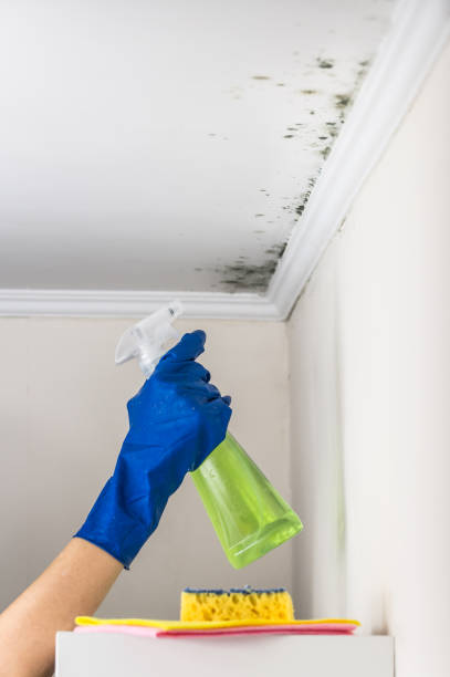 Best Mold Testing  in Dash Point, WA